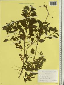 Mentha arvensis L., Eastern Europe, Eastern region (E10) (Russia)