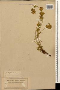 Anthyllis vulneraria subsp. polyphylla (DC.)Nyman, p.p., Caucasus, Dagestan (K2) (Russia)