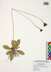 Hypochaeris radicata L., Eastern Europe, Central region (E4) (Russia)