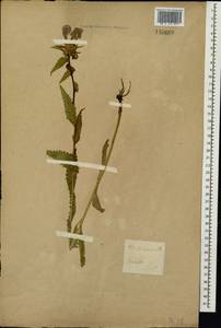 Pedicularis resupinata L., Siberia, Altai & Sayany Mountains (S2) (Russia)