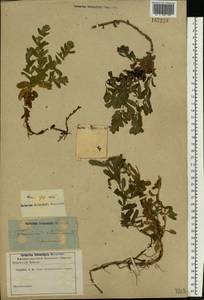 Teucrium scordium L., Eastern Europe, Rostov Oblast (E12a) (Russia)