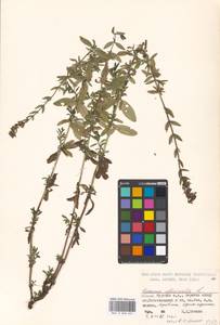 Hyssopus officinalis L., Eastern Europe, Moscow region (E4a) (Russia)