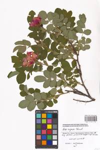 Rosa rugosa Thunb., Eastern Europe, Moscow region (E4a) (Russia)