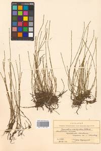 Equisetum variegatum Schleich. ex F.Weber & D.Mohr, Siberia, Chukotka & Kamchatka (S7) (Russia)