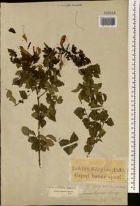 Tecoma capensis (Thunb.) Lindl., Africa (AFR) (South Africa)