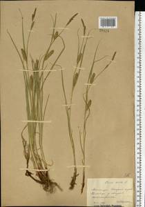 Carex hirta L., Eastern Europe, South Ukrainian region (E12) (Ukraine)