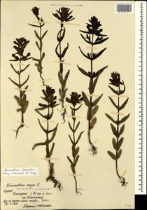 Rhinanthus serotinus var. vernalis (N. W. Zinger) Janch., Crimea (KRYM) (Russia)