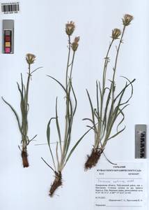 Takhtajaniantha austriaca (Willd.) Zaika, Sukhor. & N. Kilian, Siberia, Altai & Sayany Mountains (S2) (Russia)