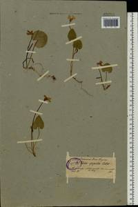 Viola epipsila, Eastern Europe, North-Western region (E2) (Russia)