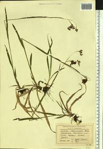 Luzula parviflora subsp. melanocarpa (Michx.) Hämet-Ahti, Siberia, Chukotka & Kamchatka (S7) (Russia)