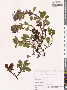 Dracocephalum stellerianum Hiltebr., Siberia, Chukotka & Kamchatka (S7) (Russia)