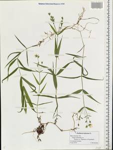 Rabelera holostea (L.) M. T. Sharples & E. A. Tripp, Eastern Europe, Central forest region (E5) (Russia)