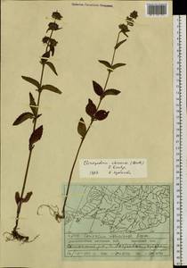 Clinopodium chinense (Benth.) Kuntze, Siberia, Russian Far East (S6) (Russia)