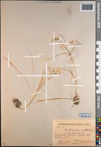 Ornithogalum orthophyllum subsp. kochii (Parl.) Zahar., Caucasus, Krasnodar Krai & Adygea (K1a) (Russia)