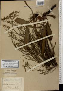 Limonium sareptanum (A. K. Becker) Gams, Caucasus, Krasnodar Krai & Adygea (K1a) (Russia)
