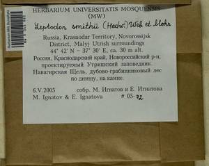 Leptodon smithii (Dicks. ex Hedw.) F. Weber & D. Mohr, Bryophytes, Bryophytes - North Caucasus & Ciscaucasia (B12) (Russia)