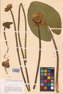 Nuphar lutea (L.) Sm., Eastern Europe, Central region (E4) (Russia)
