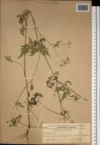 Torilis japonica (Houtt.) DC., Siberia, Russian Far East (S6) (Russia)