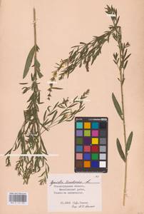 Genista tinctoria L., Eastern Europe, Lower Volga region (E9) (Russia)