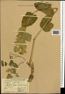 Smyrnium perfoliatum L., Caucasus, Black Sea Shore (from Novorossiysk to Adler) (K3) (Russia)