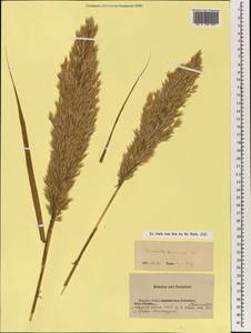 Phragmites australis (Cav.) Trin. ex Steud., Mongolia (MONG) (Mongolia)
