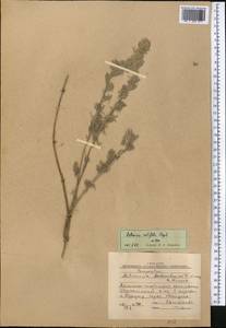 Artemisia rutifolia Steph. ex Spreng., Middle Asia, Western Tian Shan & Karatau (M3) (Kyrgyzstan)