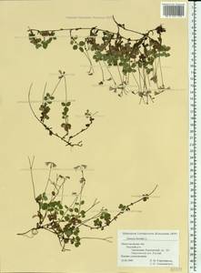 Linnaea borealis L., Eastern Europe, Volga-Kama region (E7) (Russia)