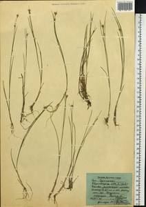 Rhynchospora alba (L.) Vahl, Siberia, Baikal & Transbaikal region (S4) (Russia)