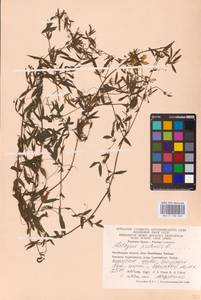 Lathyrus pratensis L., Eastern Europe, Eastern region (E10) (Russia)