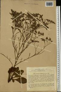 Limonium sareptanum (A. K. Becker) Gams, Eastern Europe, Middle Volga region (E8) (Russia)