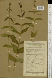 Vincetoxicum albowianum (Kuzn.) Pobed., Siberia, Western Siberia (S1) (Russia)