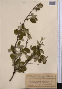 Cotoneaster, Middle Asia, Caspian Ustyurt & Northern Aralia (M8) (Kazakhstan)