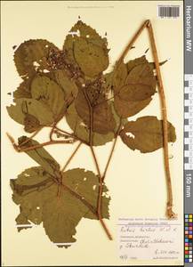 Rubus hirtus Waldst. & Kit., Caucasus, Georgia (K4) (Georgia)