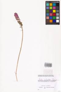 Barnardia japonica var. japonica, Eastern Europe, Moscow region (E4a) (Russia)