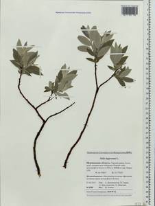 Salix lapponum L., Eastern Europe, Northern region (E1) (Russia)