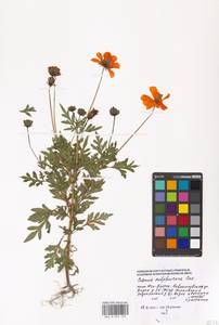 Cosmos sulphureus Cav., Eastern Europe, Moscow region (E4a) (Russia)