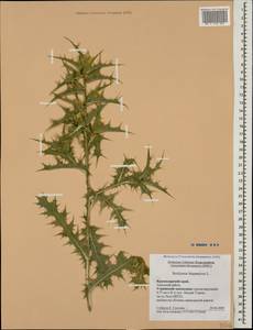 Scolymus hispanicus L., Caucasus, Krasnodar Krai & Adygea (K1a) (Russia)