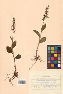 Dactylorhiza viridis (L.) R.M.Bateman, Pridgeon & M.W.Chase, Siberia, Chukotka & Kamchatka (S7) (Russia)