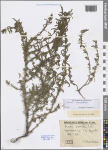 Suaeda prostrata Pall., Eastern Europe, Eastern region (E10) (Russia)