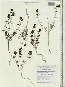 Rhinanthus minor L., Eastern Europe, Northern region (E1) (Russia)