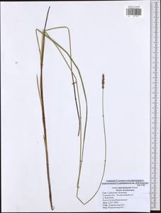 Carex appropinquata Schumach., Eastern Europe, Central region (E4) (Russia)