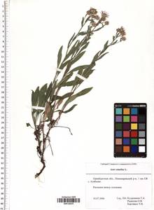 Aster amellus L., Eastern Europe, Eastern region (E10) (Russia)