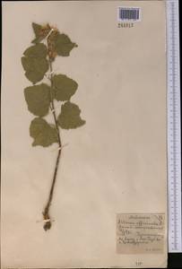 Althaea officinalis L., Middle Asia, Northern & Central Kazakhstan (M10) (Kazakhstan)