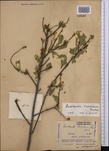 Exochorda racemosa (Lindl.) Rehder, Middle Asia, Western Tian Shan & Karatau (M3) (Kyrgyzstan)