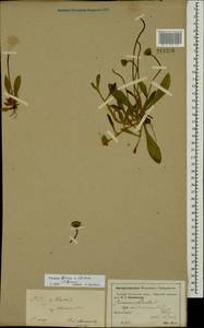 Pilosella officinarum Vaill., Eastern Europe, Moscow region (E4a) (Russia)