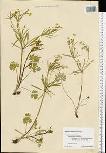 Ranunculus auricomus L., Eastern Europe, Western region (E3) (Russia)