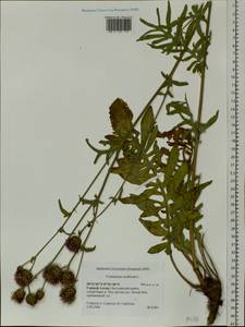 Centaurea scabiosa L., Siberia, Altai & Sayany Mountains (S2) (Russia)