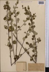 Cotoneaster, Middle Asia, Kopet Dag, Badkhyz, Small & Great Balkhan (M1) (Turkmenistan)