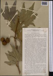 Platanus orientalis L., Middle Asia, Pamir & Pamiro-Alai (M2) (Uzbekistan)