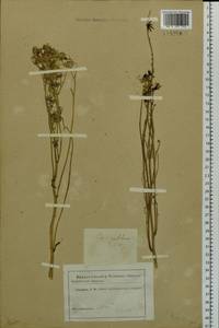 Crepidiastrum tenuifolium (Willd.) Sennikov, Siberia (no precise locality) (S0) (Russia)